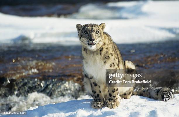 snow leopard (unica uncia) sitting - snow leopard print stock pictures, royalty-free photos & images