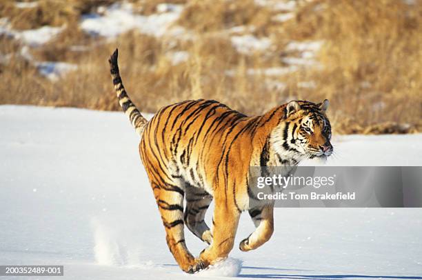 siberian tiger (panthera tigris altaica) running - tiger running stockfoto's en -beelden