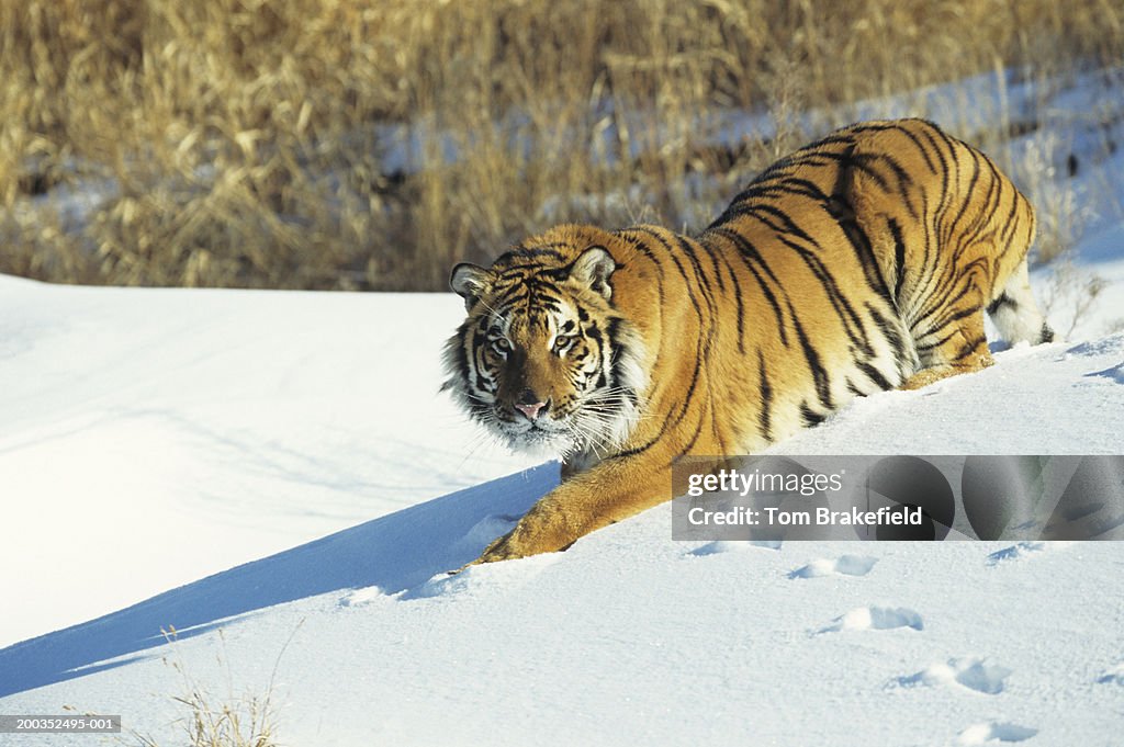 Siberian tiger (Panthera tigris altaica) walking on snow