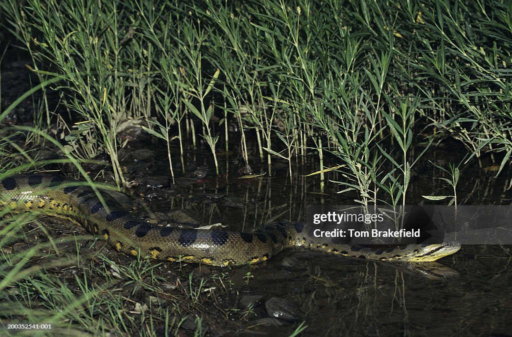 Green anaconda (Eunectes murinus), world's largest snake, South America