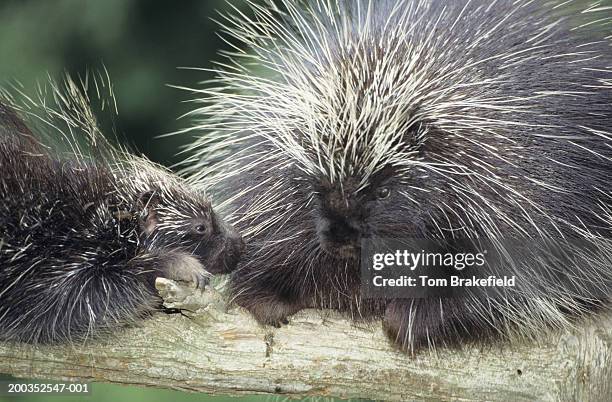 north american porcupine (erethizon dorsatum) mom with young, close-up, canada - istrice foto e immagini stock