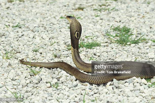 monocled or asia cobra (naja kaouthia) hooding - cobra stock-fotos und bilder