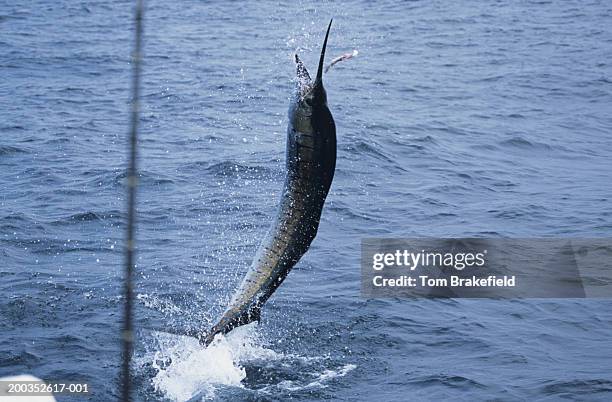 pacific sailfish (istiophorous albicans) leaping out of water, panama, central america - sailfish stock pictures, royalty-free photos & images