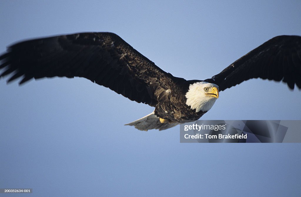 Bald eagle (Haliaeetus leucocephalus) in flight, Alaska, USA