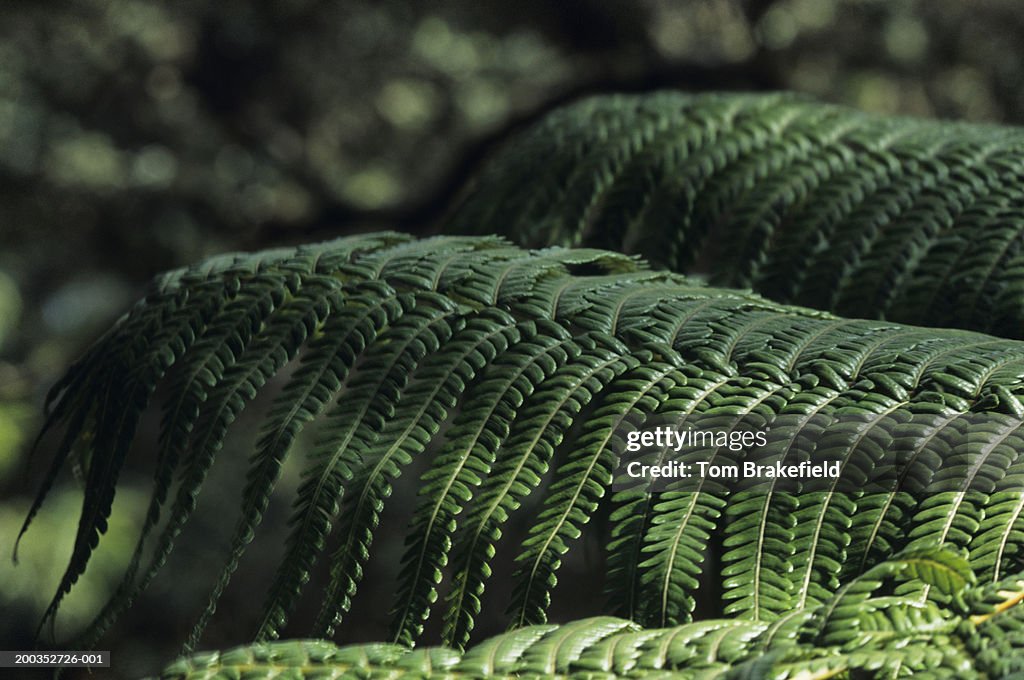 Hawaiian tree fern (Cibotium spp.), close-up, Hawaii, HI, USA