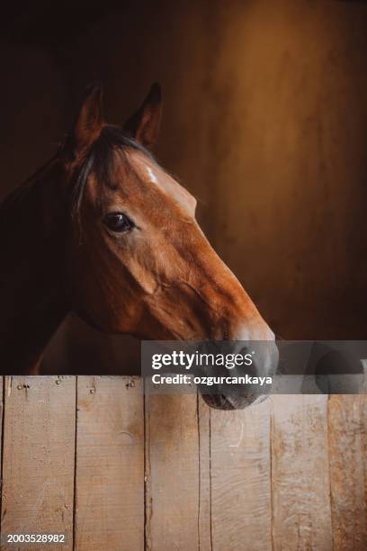 beautiful horse in the country - the wooden pony foto e immagini stock