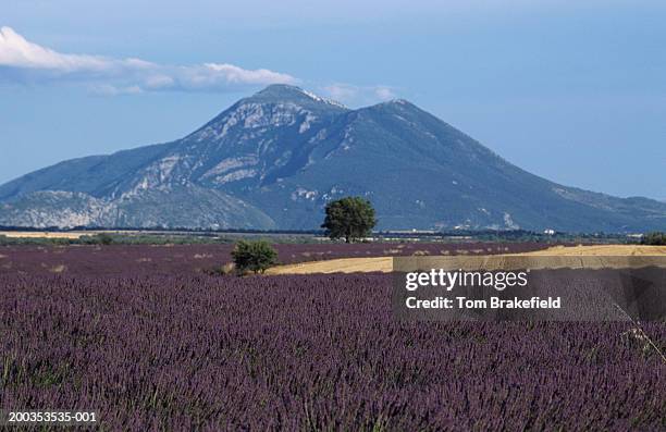 mountain behind lavendar fields, provence, france, (high angle view) - high angle view stockfoto's en -beelden