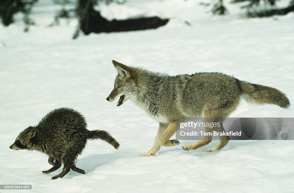 Coyote chasing raccoon on snow