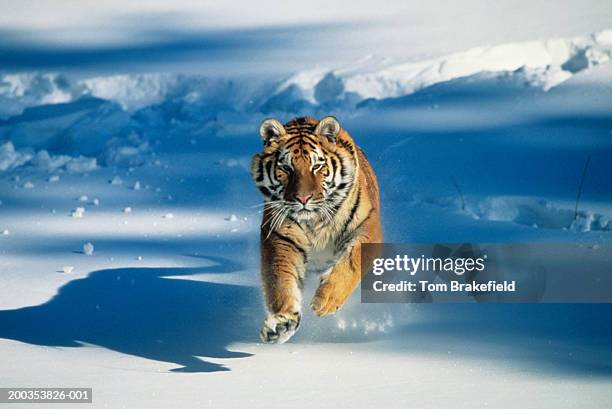 siberian tiger (panthera tigris altaica) charging through snow - tiger running stockfoto's en -beelden