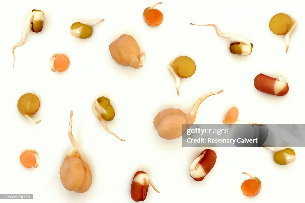 Mixed bean sprouts, close up