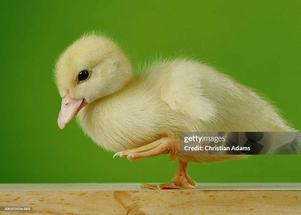 Duckling against green background, raising leg, close-up