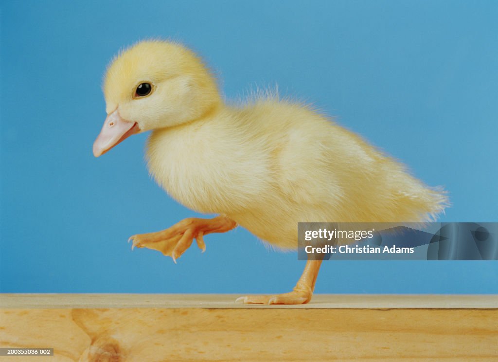 Duckling against blue background, raising leg, close-up