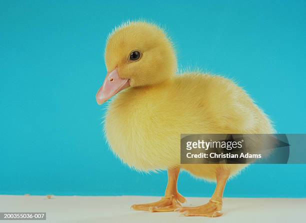 duckling standing on wooden surface, against blue background, close-up - patito fotografías e imágenes de stock