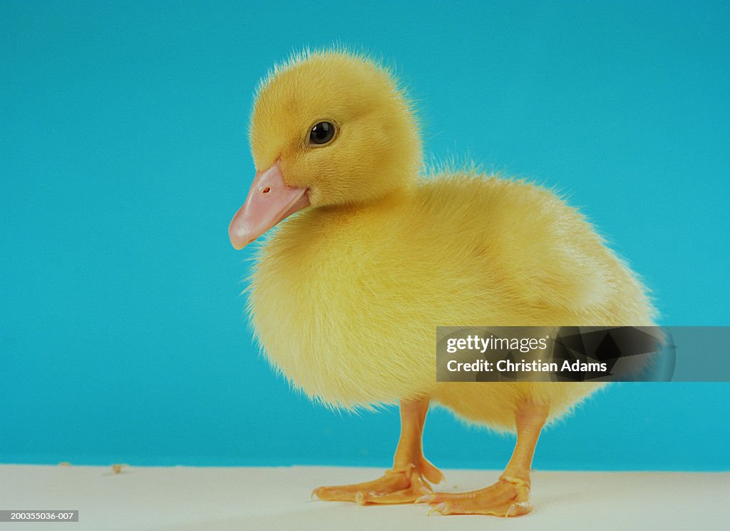 Duckling standing on wooden surface, against blue background, close-up