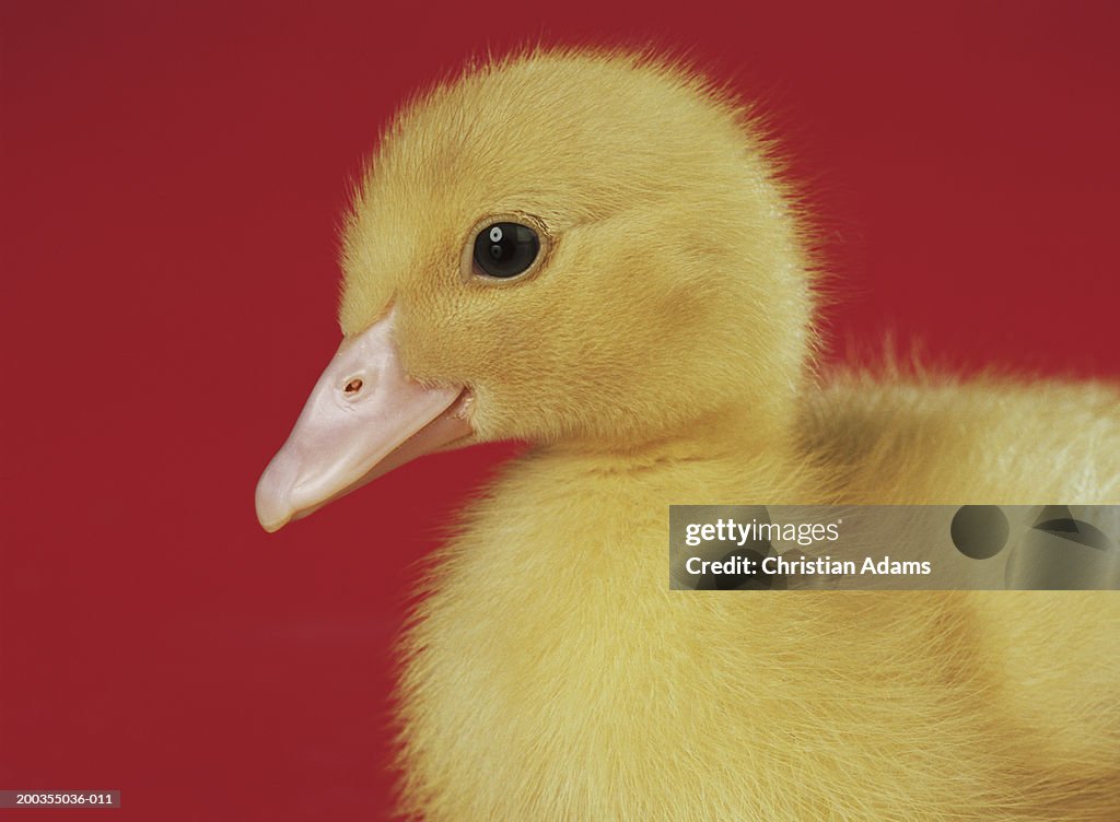 Duckling against red background, close-up