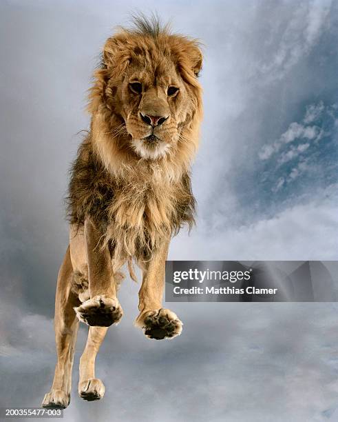 Lion View From Low Angle View High-Res Stock Photo - Getty Images