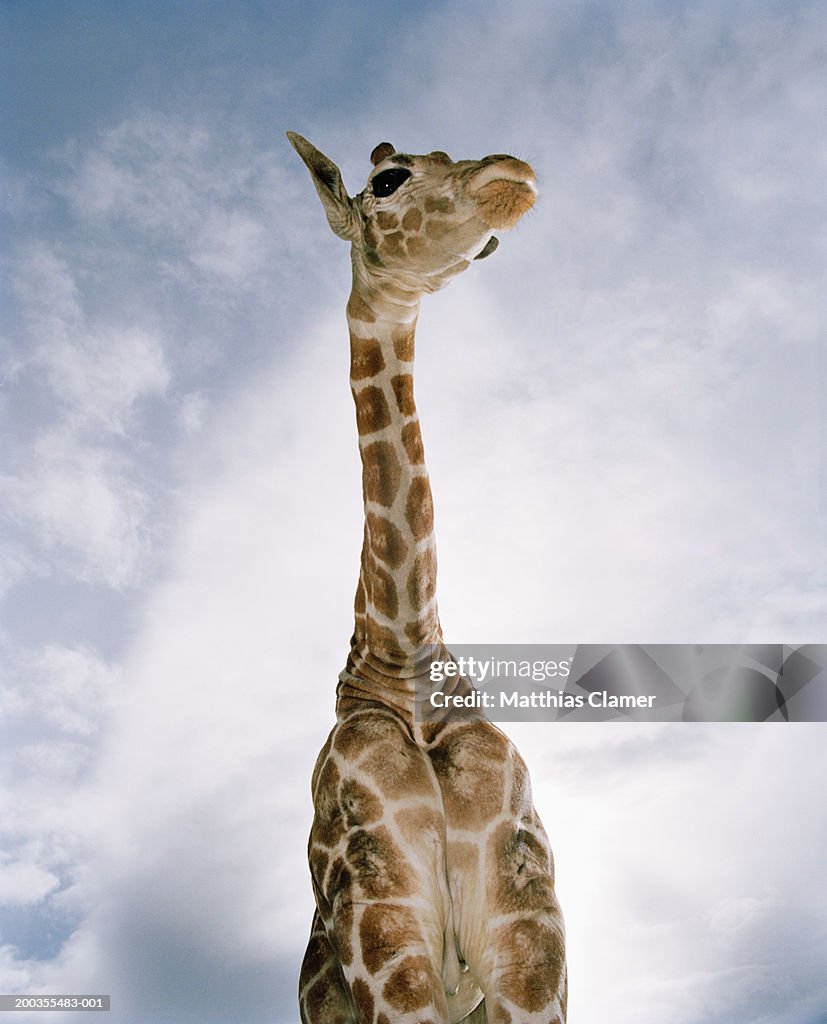 Giraffe (Camelopardalis reticulata), low angle view