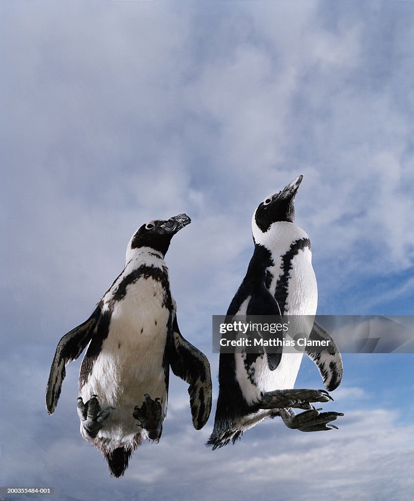 Jackass penguins (Sphenicus demersis), low angle view