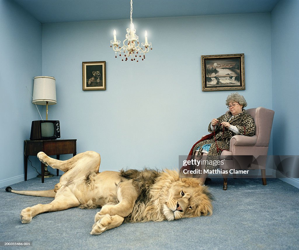 Lion lying on rug, mature woman knitting