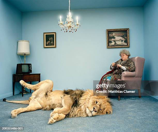 lion lying on rug, mature woman knitting - weird animal stock pictures, royalty-free photos & images