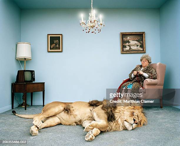 lion lying on rug, mature woman knitting - undomesticated cat stockfoto's en -beelden