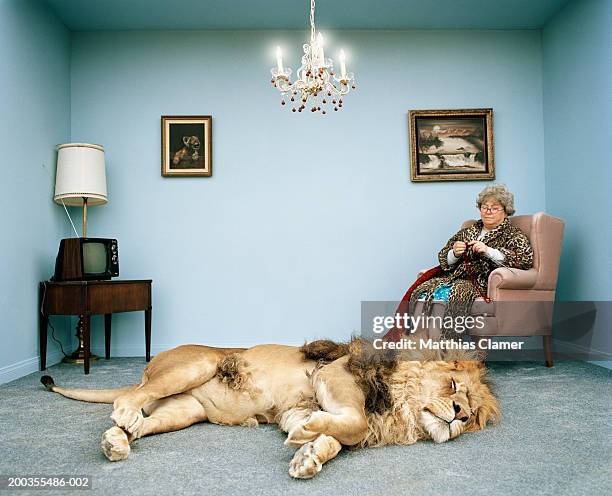 lion lying on rug, mature woman knitting - undomesticated cat stock pictures, royalty-free photos & images