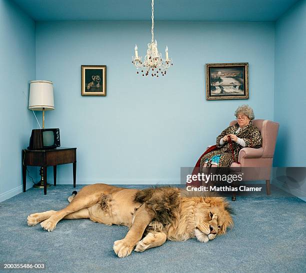 lion lying on rug, mature woman knitting - leeuw grote kat stockfoto's en -beelden