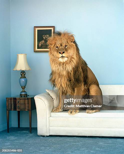 lion sitting on couch - lion feline stockfoto's en -beelden