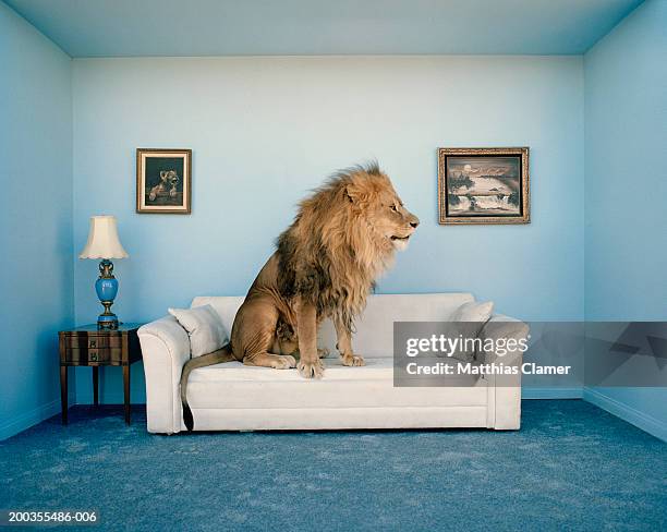 lion sitting on couch, side view - big cat stock pictures, royalty-free photos & images