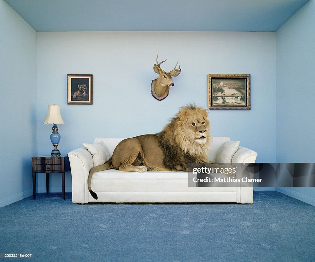 Lion lying on couch, side view