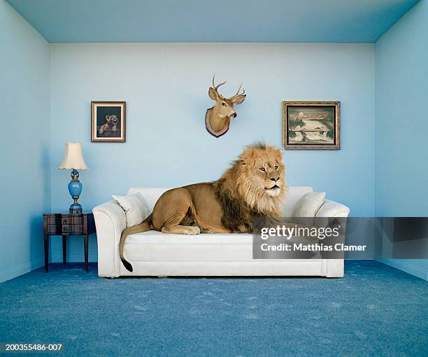 lion lying on couch, side view - lion feline bildbanksfoton och bilder