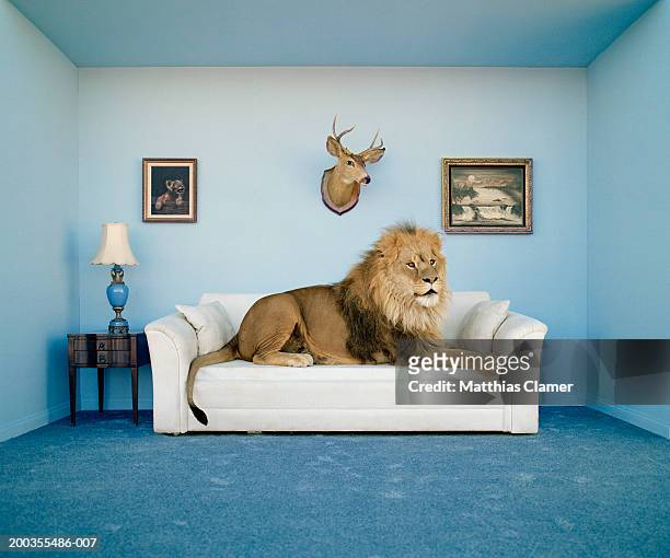 lion lying on couch, side view - lion feline 個照片及圖片檔