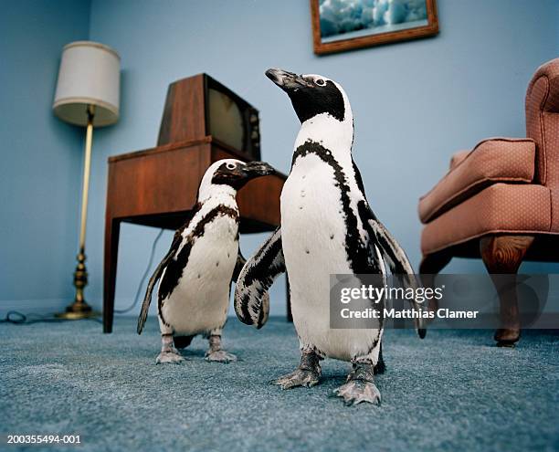 jackass penguins in living room, ground view - african penguin stock-fotos und bilder