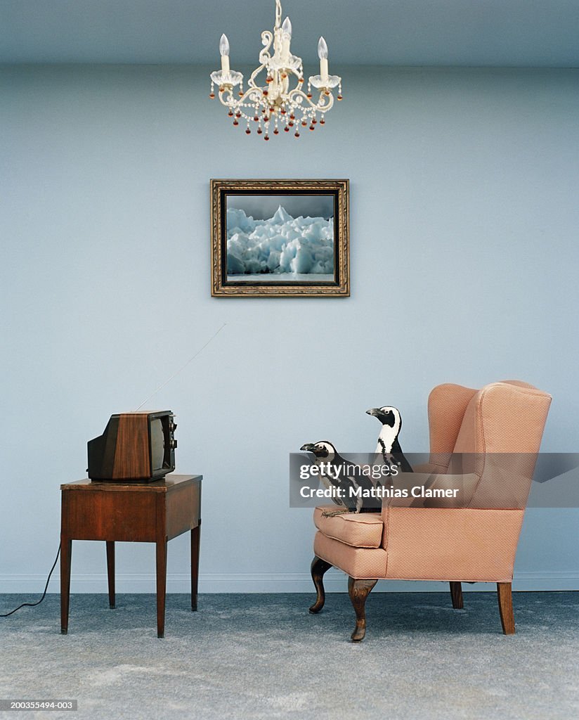 Jackass penguins on chair watching television, side view