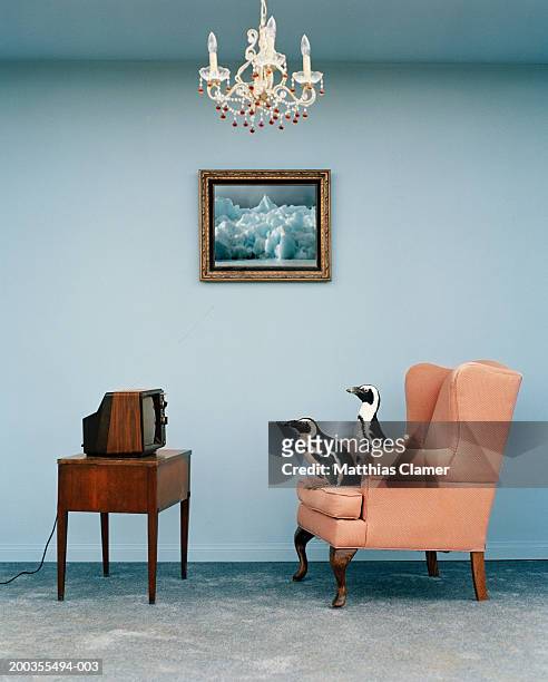 jackass penguins on chair watching television, side view - tv room side imagens e fotografias de stock