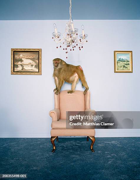 baboon on armchair in living room - baboons stock pictures, royalty-free photos & images