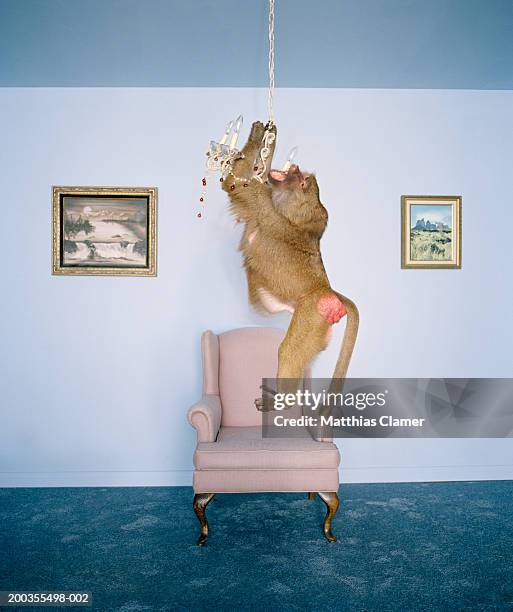 Baboon swinging from chandelier