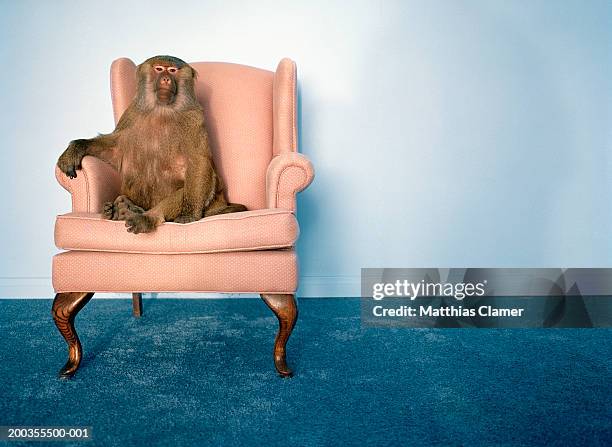 baboon in armchair - scimmia foto e immagini stock