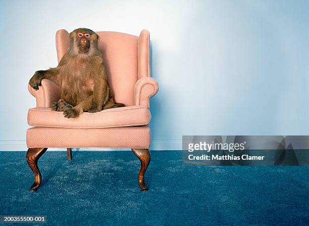 4,898 Funny Monkeys Photos and Premium High Res Pictures - Getty Images