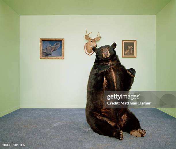 black bear sitting up on rug in living room - tame stock pictures, royalty-free photos & images