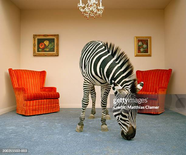 zebra in living room smelling rug - zebra stock pictures, royalty-free photos & images