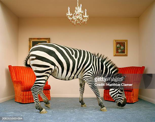 zebra in living room smelling rug, side view - zebra bildbanksfoton och bilder