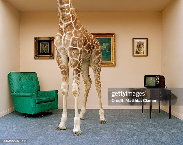 giraffe in living room, low section - animal scale photos et images de collection