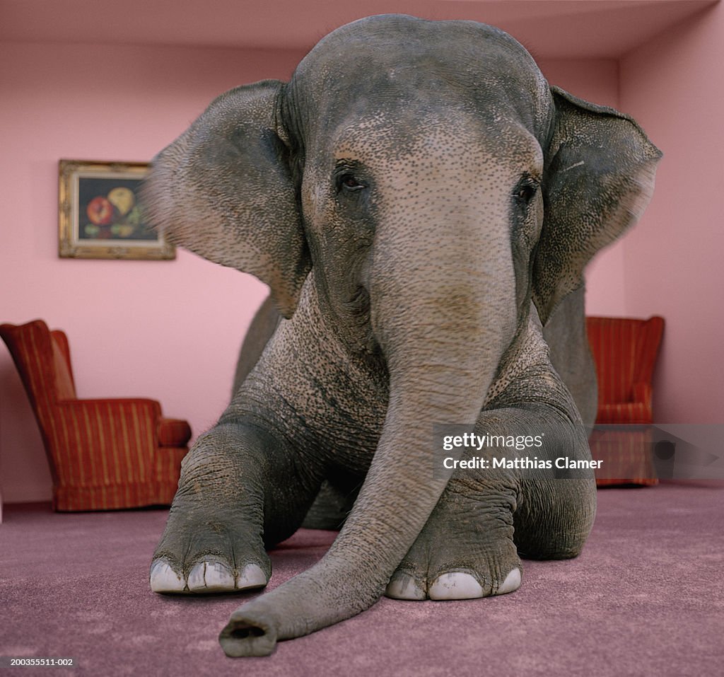 Asian elephant in lying on rug in living room