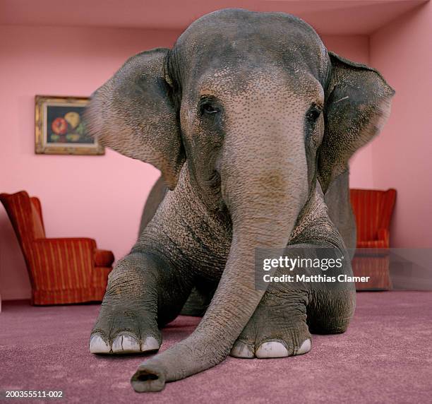 asian elephant in lying on rug in living room - elephant foto e immagini stock