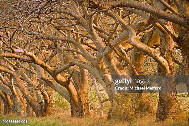 Daik Tree 63 Cant See The Wood For The Trees Stock Photos, High-Res Pictures, and ...