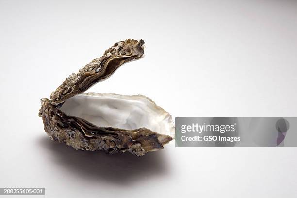 opened oyster, close-up - oysters stockfoto's en -beelden