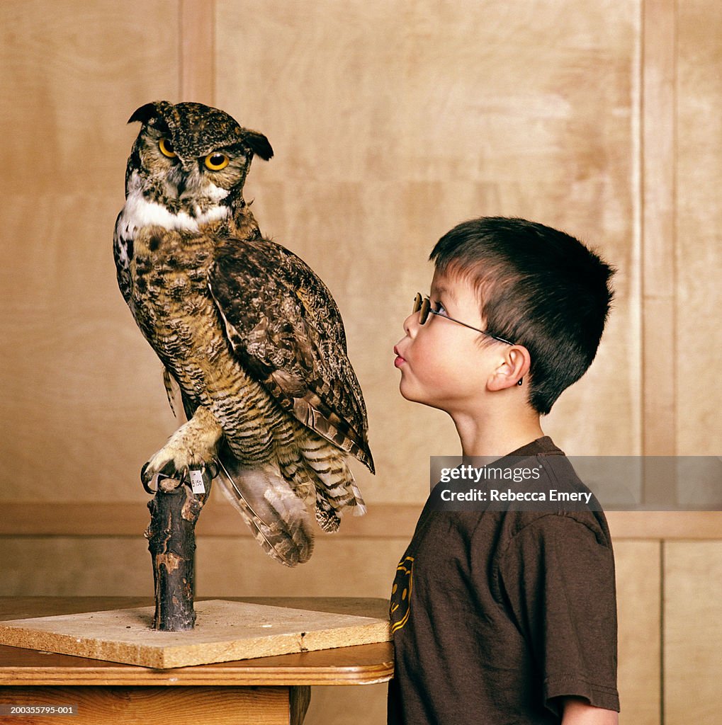 Boy (6-8) looking at stuffed owl, side view