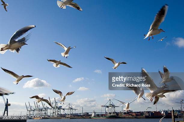 germany, hamburg, port of hamburg, seagulls flying - hamburg stock-fotos und bilder