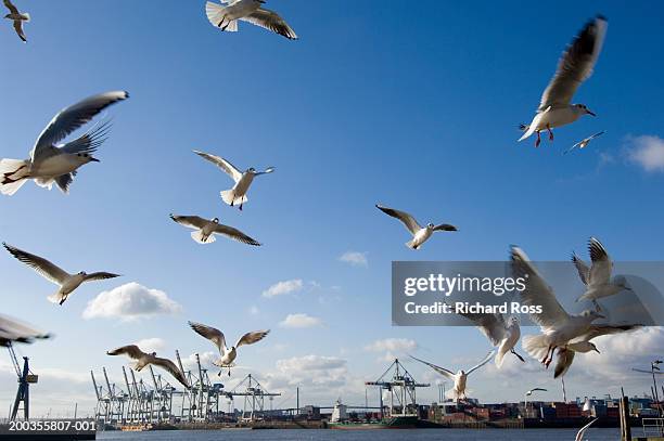 germany, hamburg, port of hamburg, seagulls flying - hamburg germany stockfoto's en -beelden